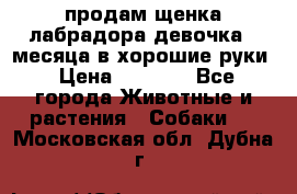 продам щенка лабрадора девочка 2 месяца в хорошие руки › Цена ­ 8 000 - Все города Животные и растения » Собаки   . Московская обл.,Дубна г.